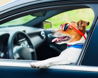 Dog car steering wheel